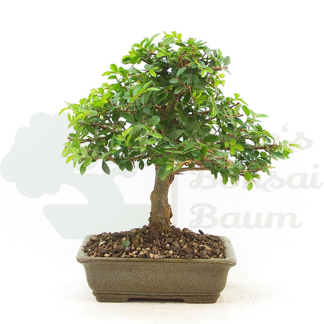 Japanische Ulme 'Ulmus japonica'